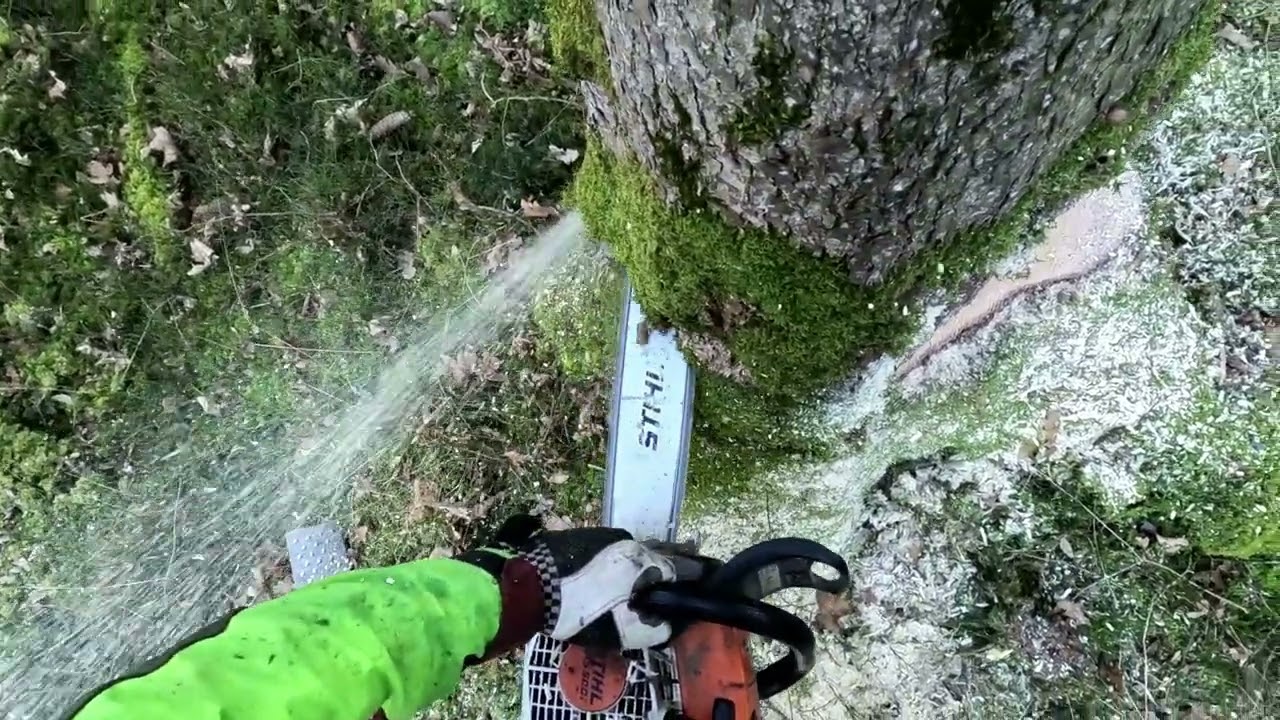 Starke Rückhänger mit Eder Titan 80 Pro Starholzernte