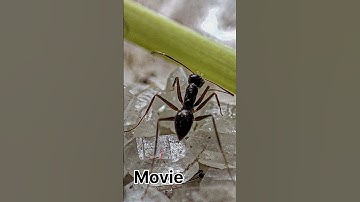 #photography ant 🐜 with 108mp macro camera.#Ashwinkevlogs1m#shortsvideo