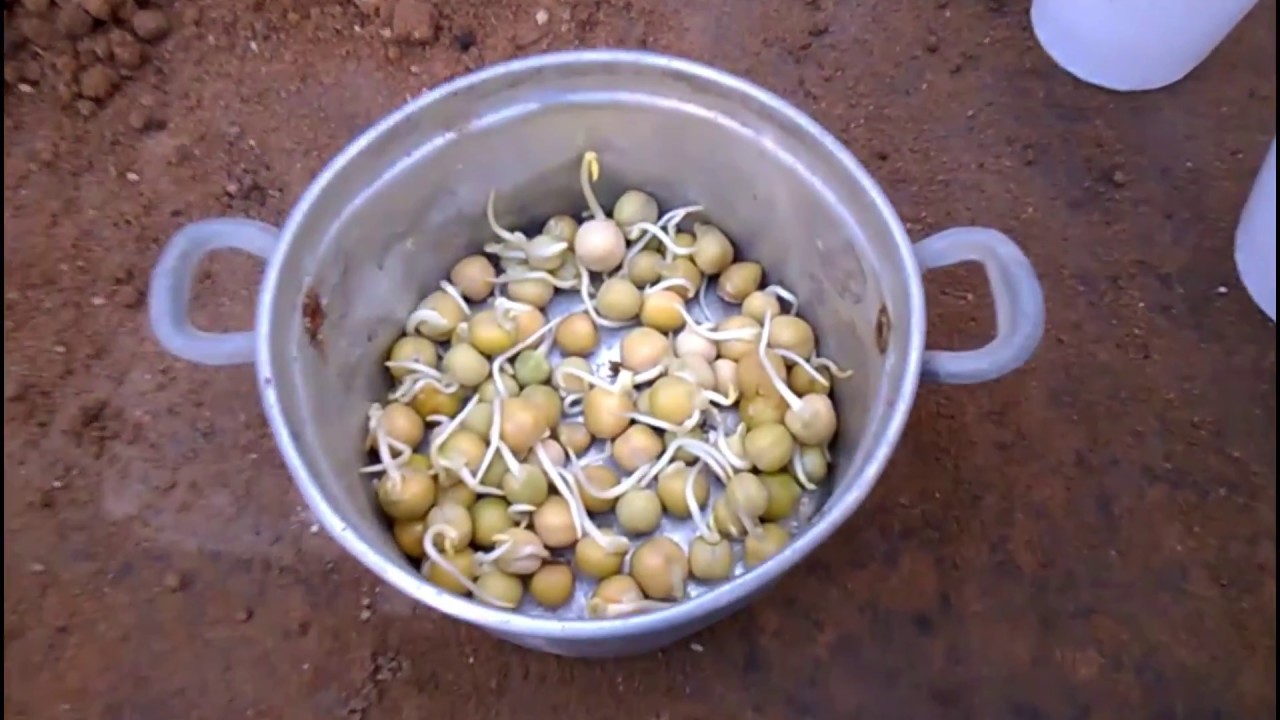 How To Grow Peas Indoors