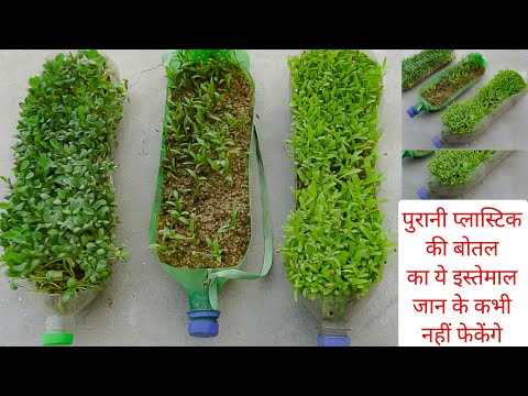 वीडियो: छोटा पेरीविंकल आपके बगीचे के लिए एक अच्छा सजावटी पौधा है