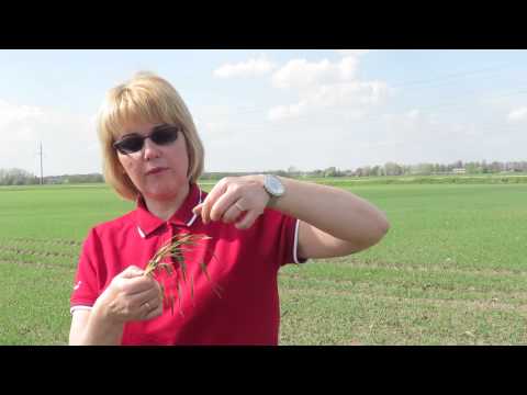 Video: Geltonųjų vaško pupelių auginimas – kaip pasodinti laipiojančias geltonąsias vaško pupeles
