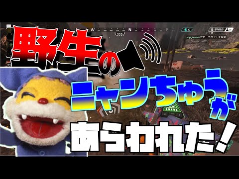 【野良VC】野生のニャンちゅうに遭遇して最後無理やりリスボーンさせたったｗｗｗ【apex】
