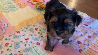 Morkie puppies growing up! Puppy Time Lapse! Seconds everyday from birth to 8 weeks!