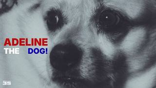 Adeline The Dog!