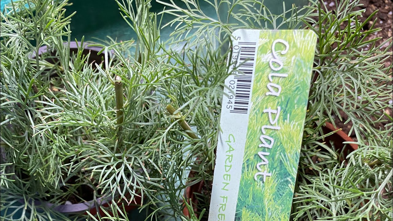 dünger olivenbäume Purgrün Olivenbaum-Dünger 1 Liter