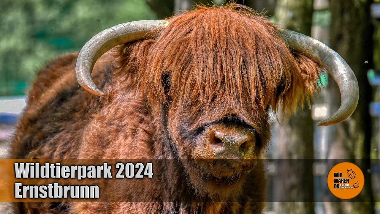 Wildtierpark Ernstbrunn hier gibt es Wölfe und jede Menge heimische Wild und Haustiere zu entdecken