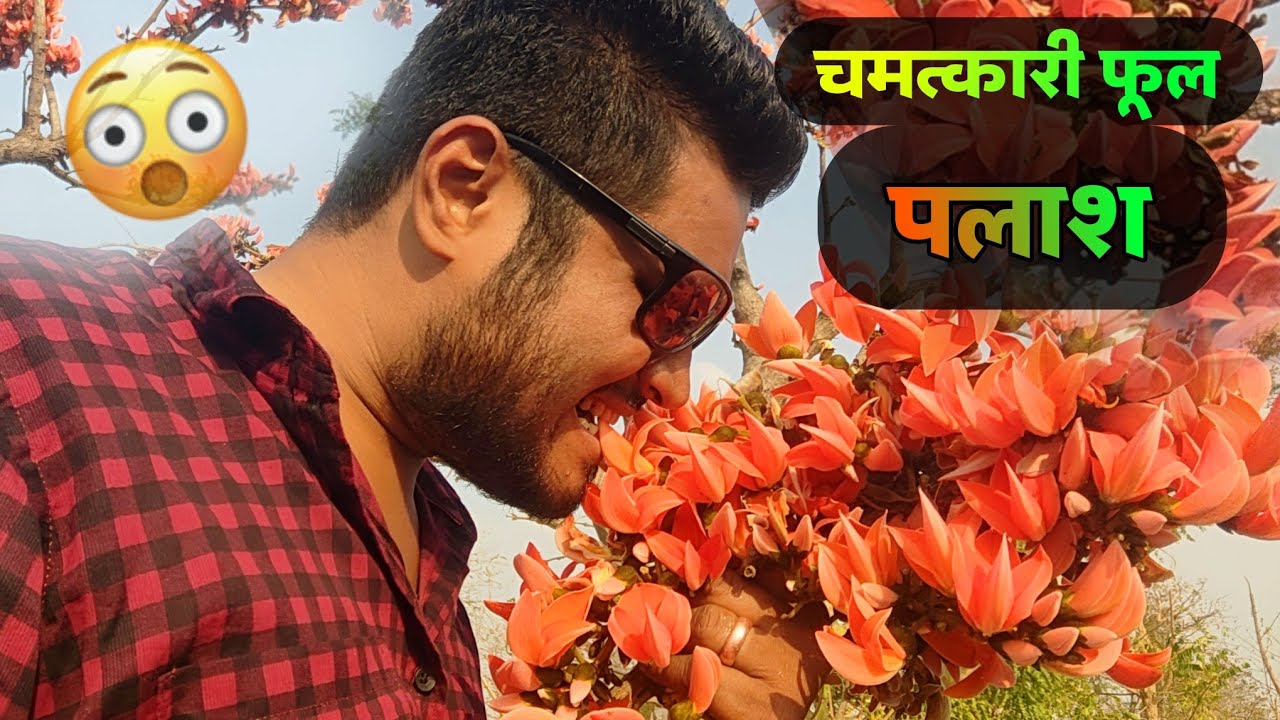 होली में पलाश के फूल टेसू के फूल होली की फाग में Palash ke Phool ka