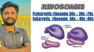 Ribosomes and it's structure|differences between Prokaryotic 70s and Eukaryotic 80s ribosome