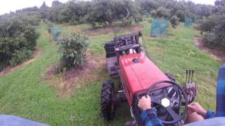 Avocado Farm In New Zealand