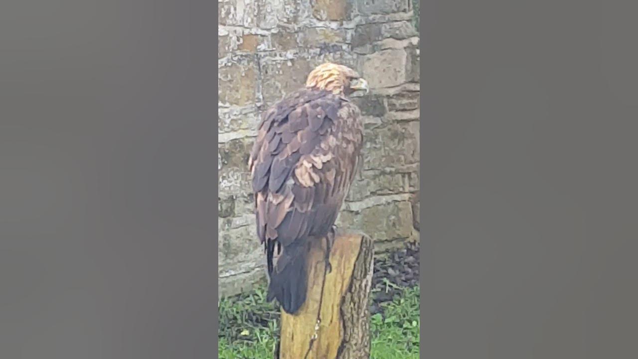 What do Golden Eagles Sound like? YouTube