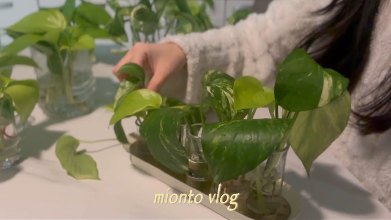 식집사 주말 루틴🌿립살리스·스킨답서스·스타티필름 물주고 와플 만들기