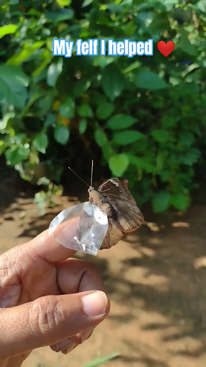 Struggling Butterfly 😭😭. what can I do #butterfly #nature #help #hospital
