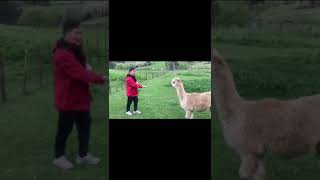 My Lockdown Life & Living (4): introducing alpaca at Whitford Bird Garden 动物知识科普: 带你认识神兽(又名羊驼或草泥马)