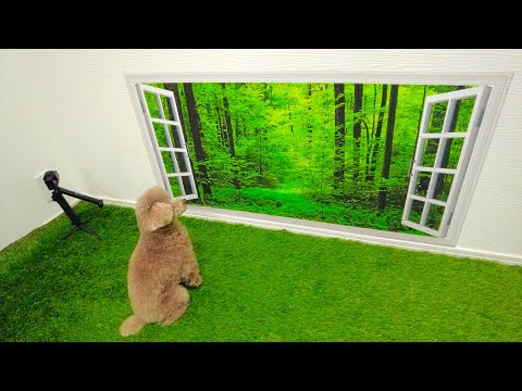 自宅ドッグランの壁にトリックアートを貼ったら犬の反応がw【トイプードル】