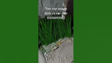 Nan cáp dính cò vạc diệc. 0393093982 #xuhuong #nancapquang