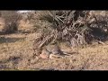 What Does an Epileptic Seizure Look Like in Nature? | Impala Example
