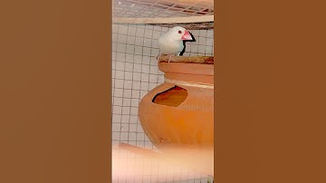 Java bird🐦 breeding setup set👍😍 #javabirds #birds #breeding #shortvideo #shorts #youtube