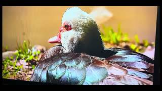 பன வதத படகக தடடம படட ஏமநத பனத Cat Trying To Catch The Duck And Failed