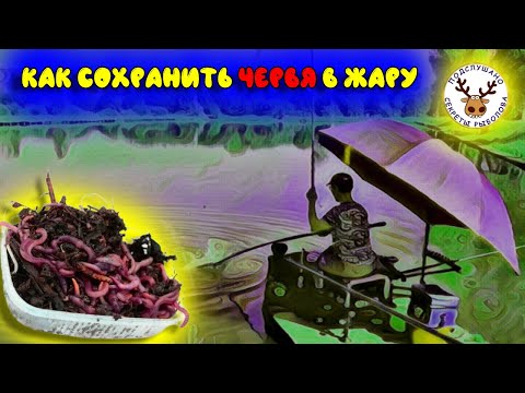Как сохранить червей в жару 👍 Доступный каждому способ