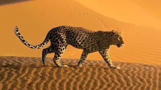 America  A Horse With No Name S