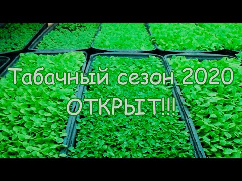 Видео: Табачный сезон 2020 открыт!!!