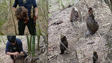 Cuab hlua kai mag zoo heev กับดักไก่ป่าสุดยอดมากเลย