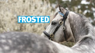 Frosted stallion show with Kate Galvin