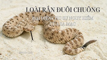 Nhật ký Muôn loài. Loài Rắn Đuôi Chuông: Đại Diện Nguy Hiểm Của Sa Mạc