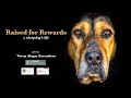 Raised For Rewards - A Sheepdog's Life | New Zealand | Sheepdog Trial | Working Dog | Dog Training