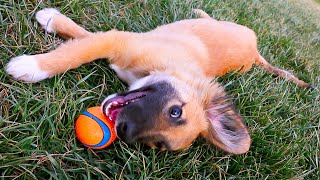 PUPPY LEARNS TO PLAY FETCH!