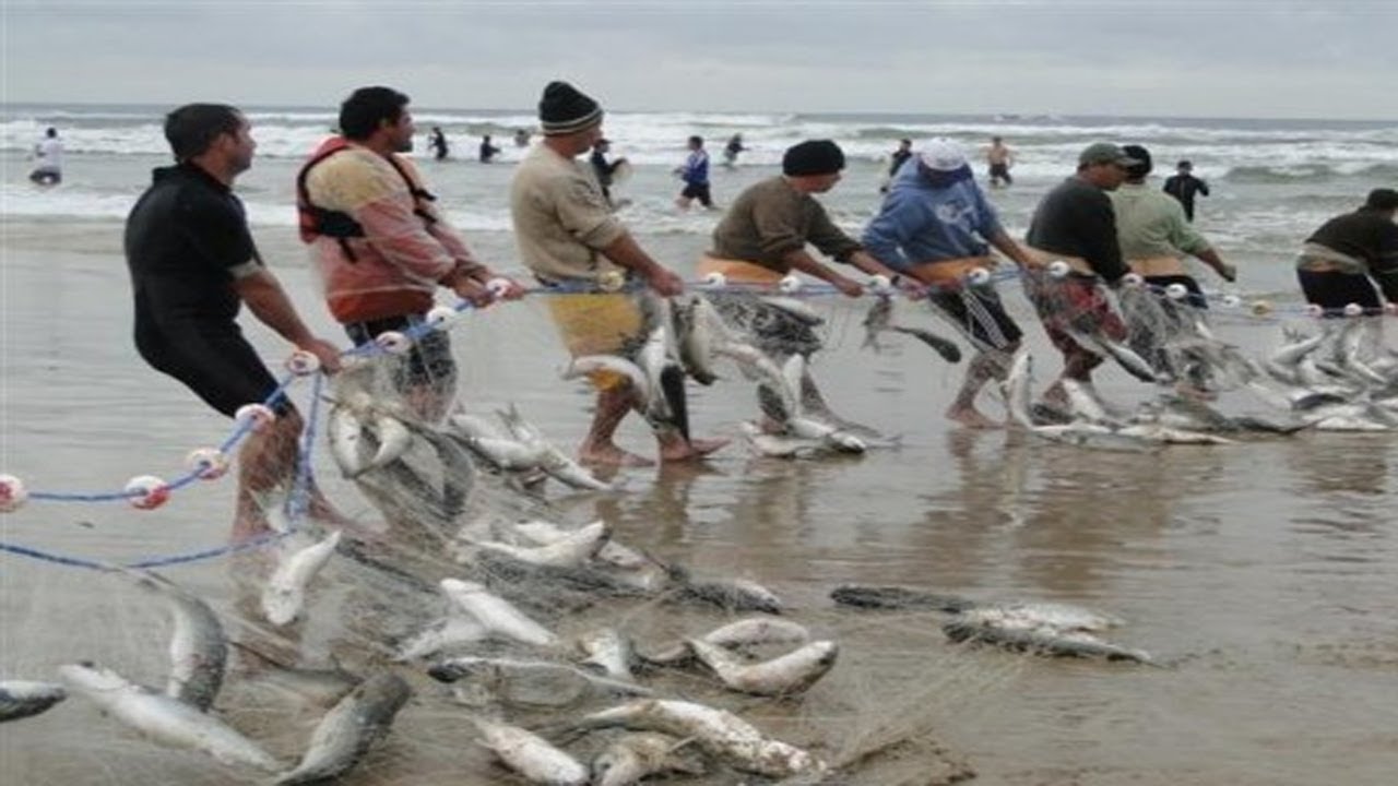 Fishermen drag fish on the beach sea - HUGE NET FISHING AT SEA