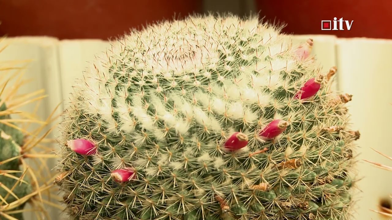 CEL MAI BATRAN COLECTIONAR DE CACTUSI DIN ROMANIA / INFORMATIA TV