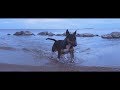 Miniature Bull Terriers: Sherlock and Wendy の動画、YouTube動画。