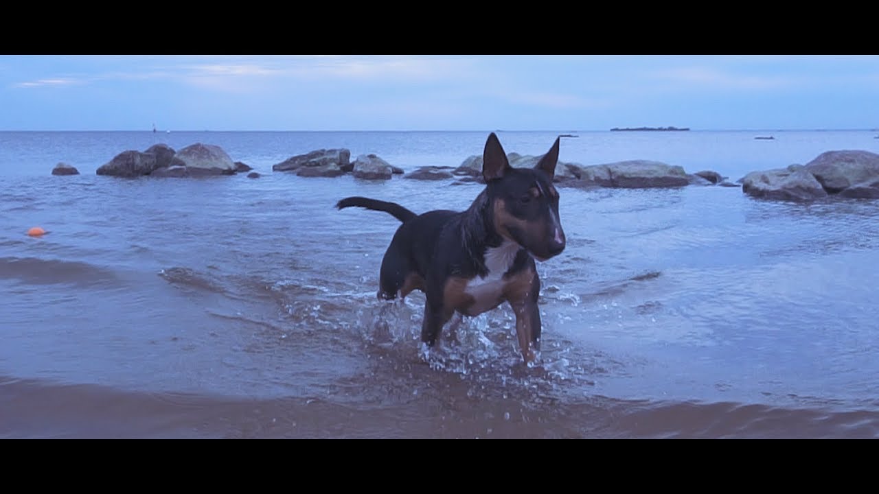 Miniature Bull Terriers: Sherlock and Wendy