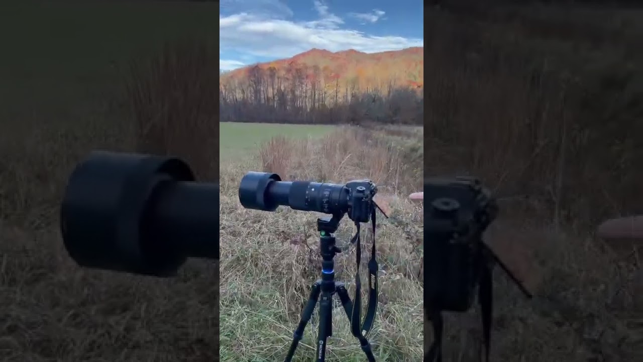 Photographing elk in the Smoky Mountains