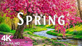 Wiosenne kwiaty 4K – film lotniczy 🌸 Doliny tulipanów, ogrody Sakura i delikatny poranny blask screenshot 1