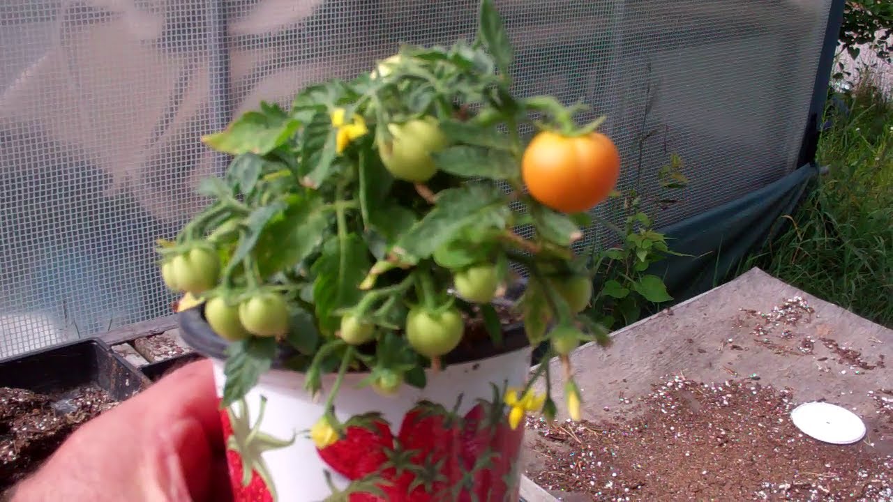 See The World's Smallest Tomato Plants! They Are Sooooo Cute!!!! YouTube