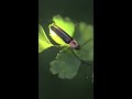The Light Produced By Fireflies Is The Most Efficient On Earth SDZWA Shorts