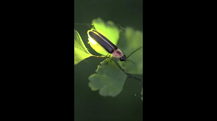 The light produced by fireflies is the most efficient on Earth | SDZWA #shorts