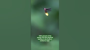 The light produced by fireflies is the most efficient on Earth | SDZWA #shorts