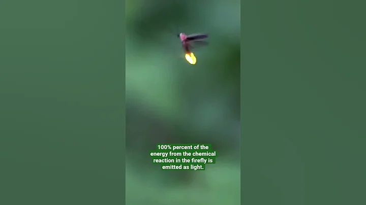 The light produced by fireflies is the most efficient on Earth | SDZWA #shorts