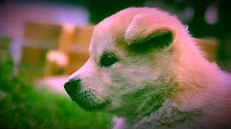 PoppyDog