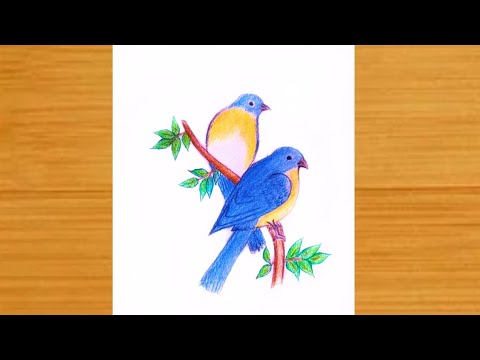 How to draw eastern bluebird step by step drawing for beginners - YouTube