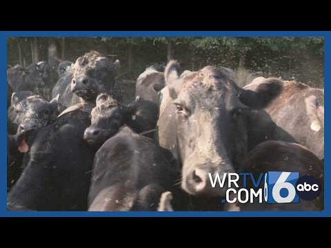 Brock Farms turn pastures in to locally sourced beef