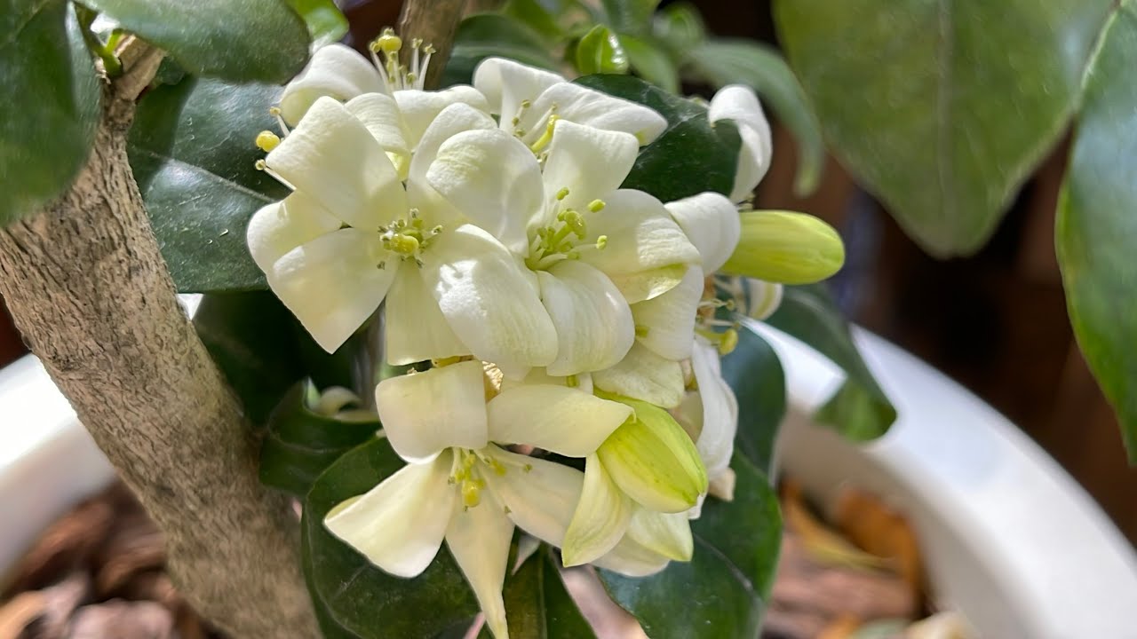 シルクジャスミン  苗木   観葉植物 園芸 花の木 芳香花