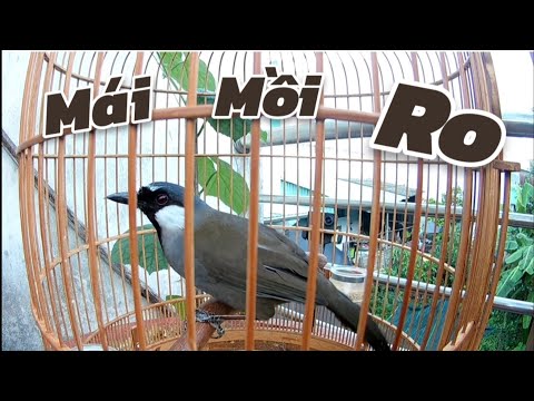 Video Khướu Mái Ro Kích Trống - youtube