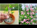 Grow Hibiscus cutting faster using this process 100% Success | Hibiscus cuttings