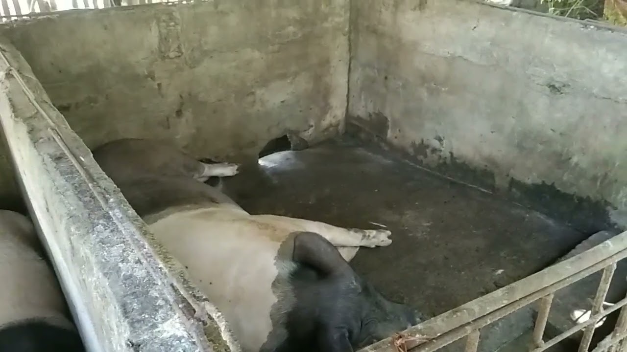 MERON NAMANG PUMUNTA DITO NABIBILI NG NATIVE PIGS PARA PANG LECHON#animals #business #farming 🐖🐷