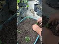 pindah tanam sawi pagoda#caramerawattanaman #gardening #budidayatanaman