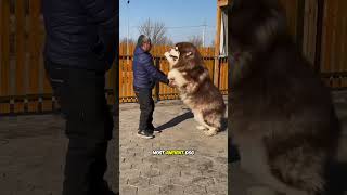 Interesting Features Of The Alaskan Malamute Dog